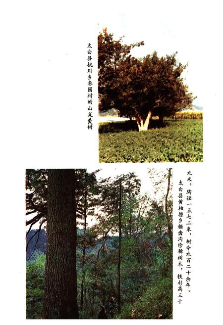 《陕西省宝鸡市林业志》.pdf电子版_陕西省志插图5