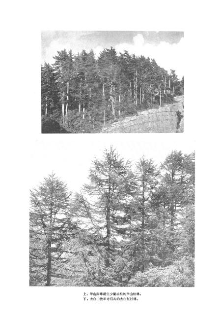 《秦岭植物志·第一卷种子植物(第一册)》.pdf电子版_陕西省志插图3