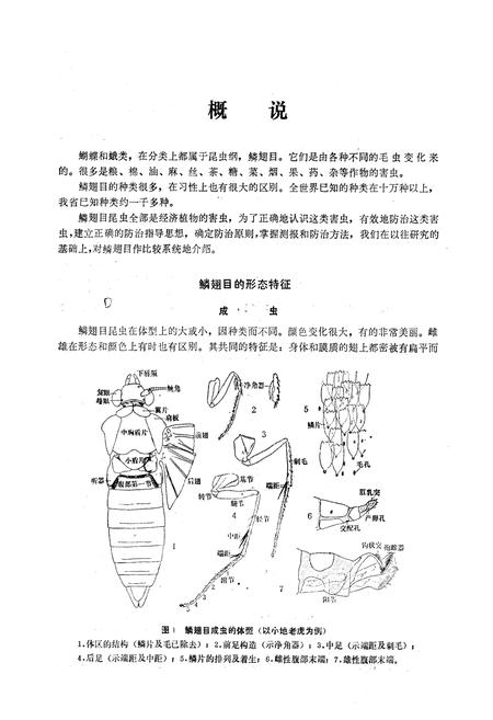 《鳞翅目_蝶类》.pdf电子版_陕西省志插图4