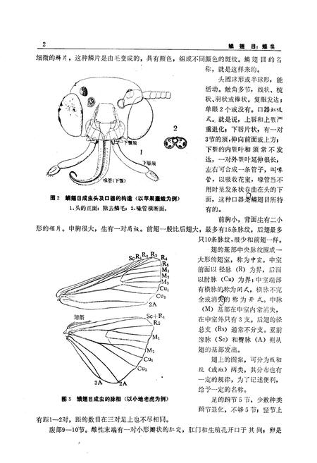 《鳞翅目_蝶类》.pdf电子版_陕西省志插图5