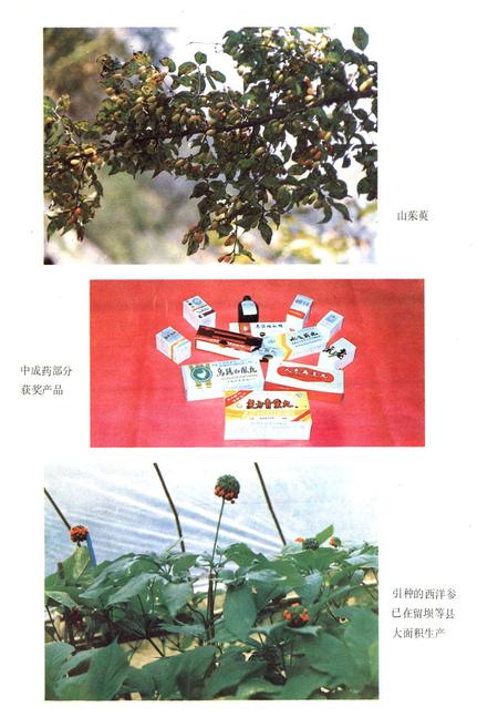 《中药志》.pdf电子版_陕西省志插图5