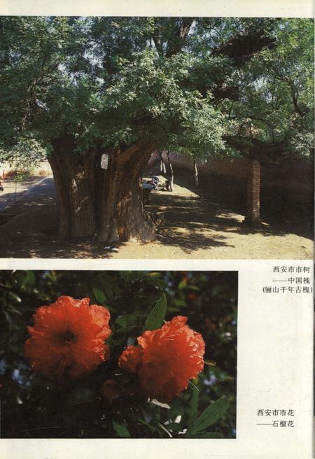 《西安今古 1987》.pdf电子版_陕西省志插图4