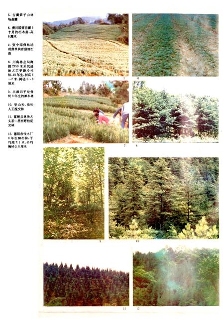 《四川林业志 上》.pdf电子版_四川省志插图3