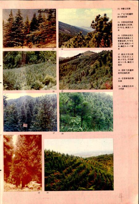 《四川林业志 上》.pdf电子版_四川省志插图4