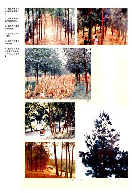 《四川林业志 上》.pdf电子版_四川省志插图5
