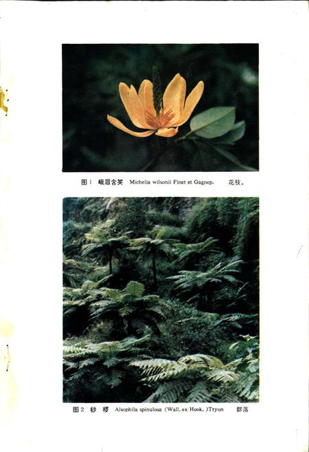 《四川省重点保护珍贵树木图志》.pdf电子版_四川省志插图2