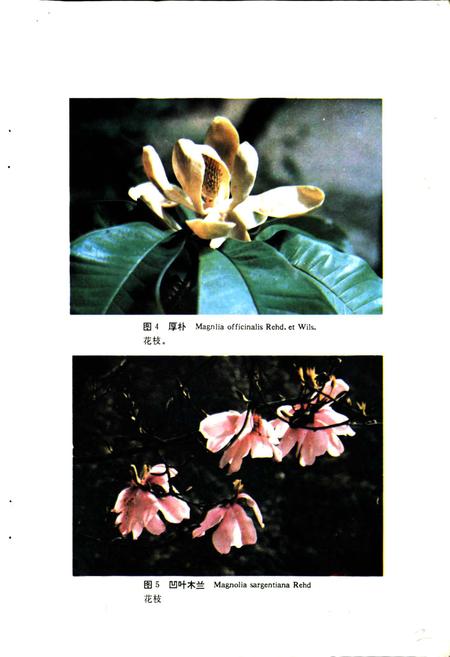《四川省重点保护珍贵树木图志》.pdf电子版_四川省志插图4