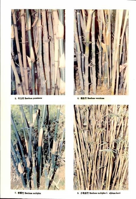 《四川竹类植物志》.pdf电子版_四川省志插图5
