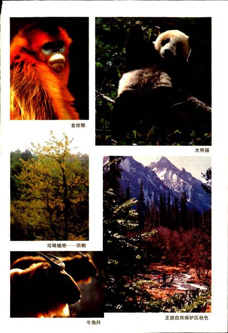 《平武县志》.pdf电子版_四川省志插图4 《平武县志》.pdf电子版_四川省志插图4