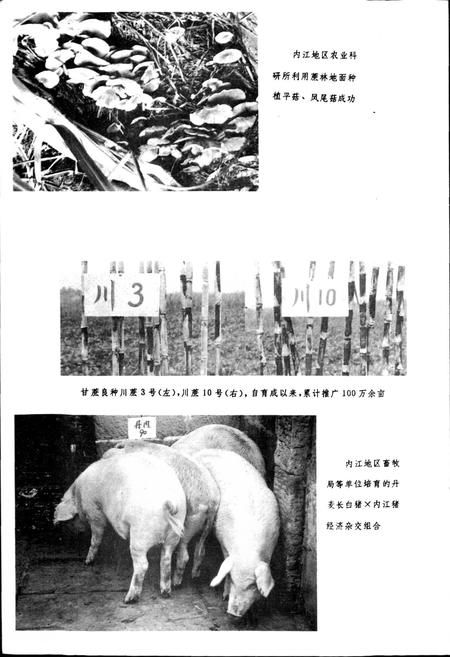 《内江地区科学技术志》.pdf电子版_四川省志插图4