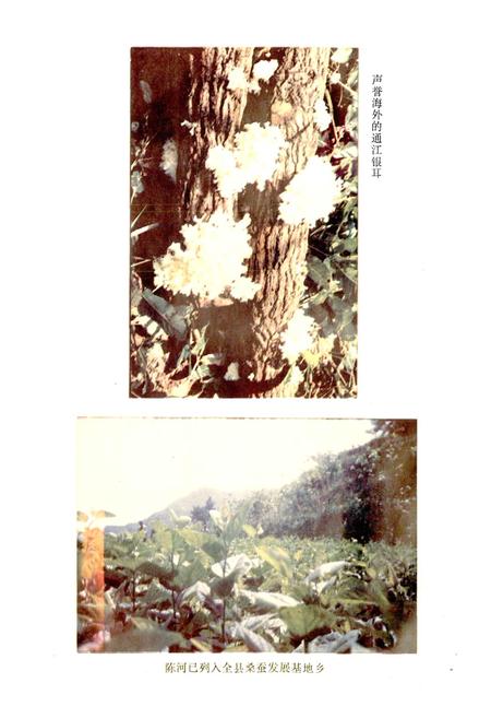 《陈河乡志》.pdf电子版_四川省志插图5