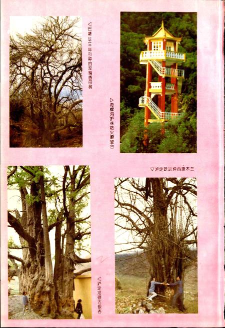 《甘孜藏族自治州林业志》.pdf电子版_四川省志插图5