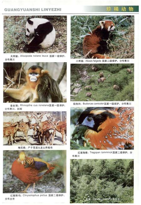 《《广元市林业志》》.pdf电子版_四川省志预览图5