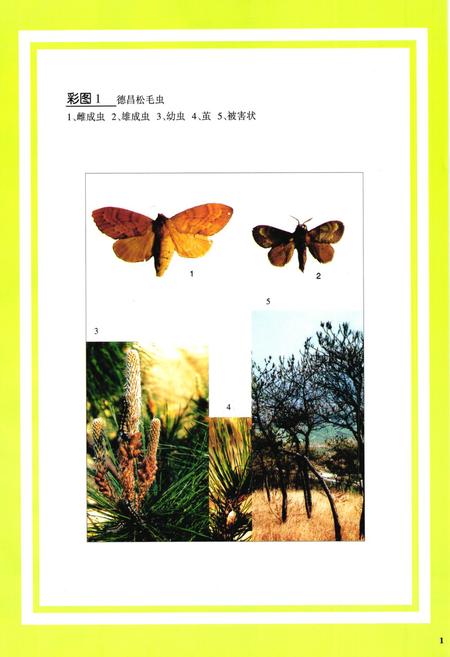 《凉山林木害虫图志》.pdf电子版_四川省志插图3