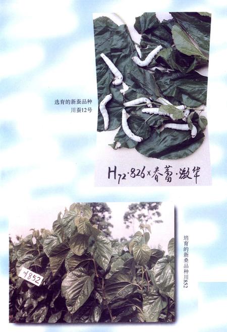 《四川省农业科学院蚕业研究所所志》.pdf电子版_四川省志插图4
