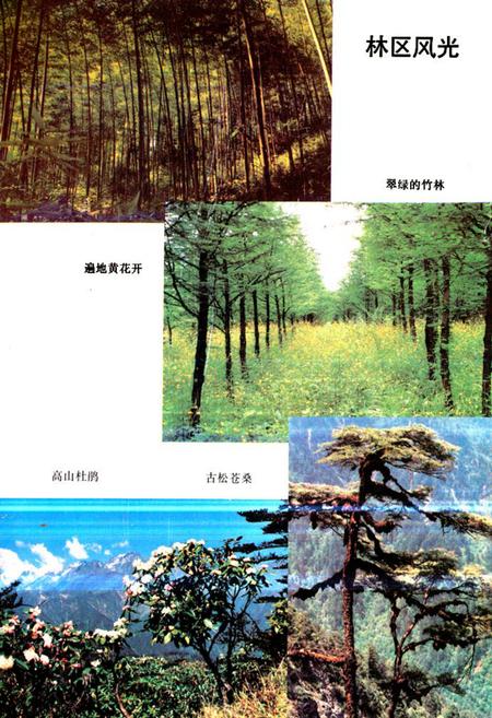 《崇庆县综合林场场志》.pdf电子版_四川省志插图1 《崇庆县综合林场场志》.pdf电子版_四川省志插图1