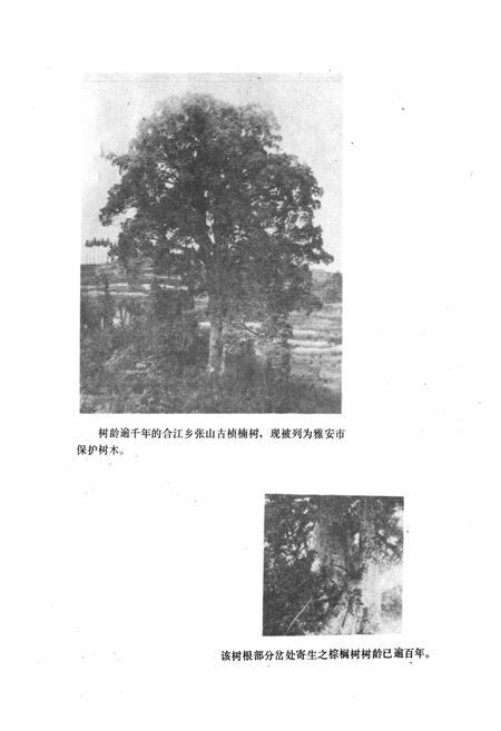 《雅安市林业志》.pdf电子版_四川省志插图1