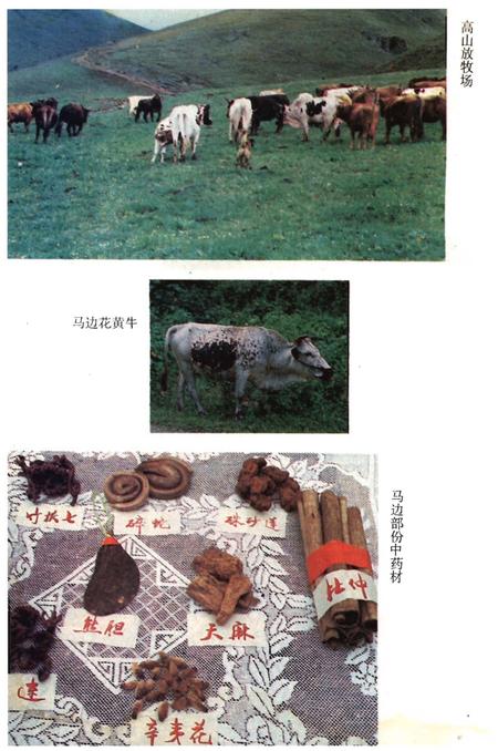 《马边彝族自治县概况》.pdf电子版_四川省志插图5