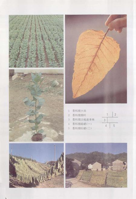 《浙江省烟草志》.pdf电子版_浙江省志插图5