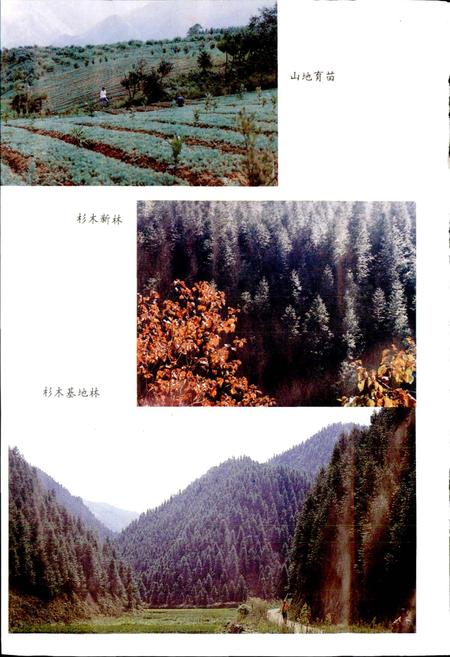 《富阳县林业志》.pdf电子版_浙江省志插图4 《富阳县林业志》.pdf电子版_浙江省志插图4