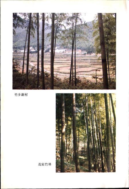 《安吉林业志》.pdf电子版_浙江省志插图4 《安吉林业志》.pdf电子版_浙江省志插图4