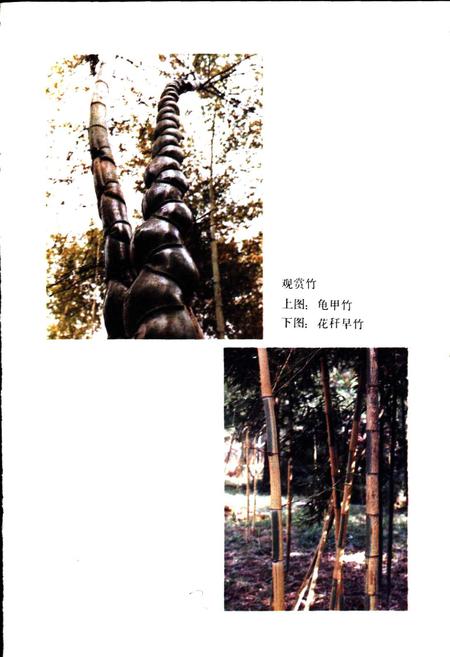 《安吉林业志》.pdf电子版_浙江省志插图5 《安吉林业志》.pdf电子版_浙江省志插图5