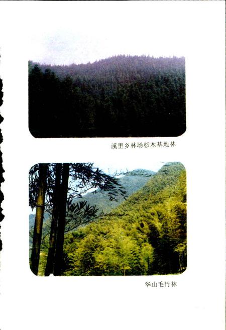 《武义县林业志》.pdf电子版_浙江省志插图5 《武义县林业志》.pdf电子版_浙江省志插图5