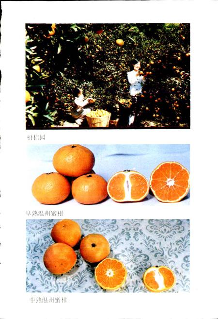 《临海林业特产志》.pdf电子版_浙江省志插图4