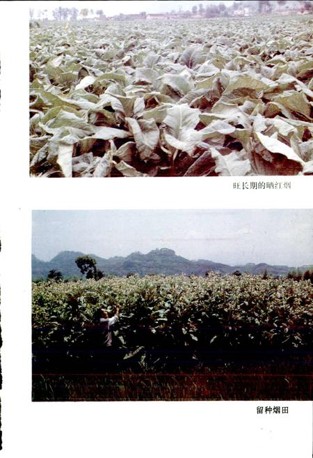 《松阳烟草志》.pdf电子版_浙江省志插图4