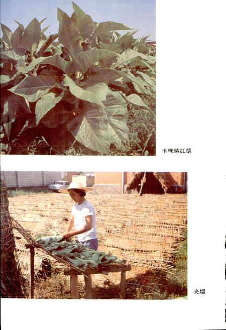 《松阳烟草志》.pdf电子版_浙江省志插图5