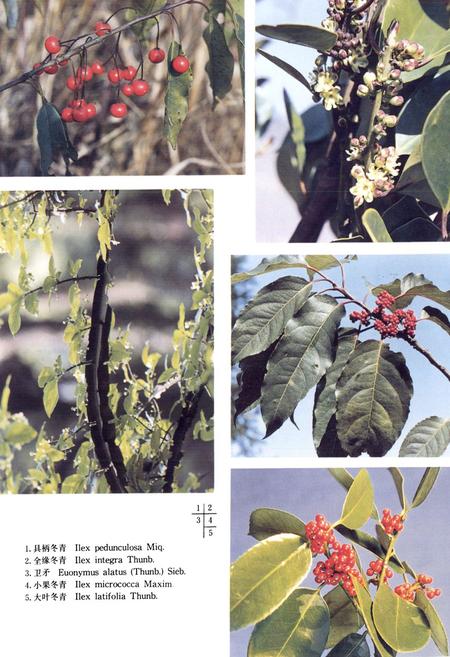 《浙江植物志 第四卷 冬青科—山茱萸科》.pdf电子版_浙江省志插图4 《浙江植物志 第四卷 冬青科—山茱萸科》.pdf电子版_浙江省志插图4