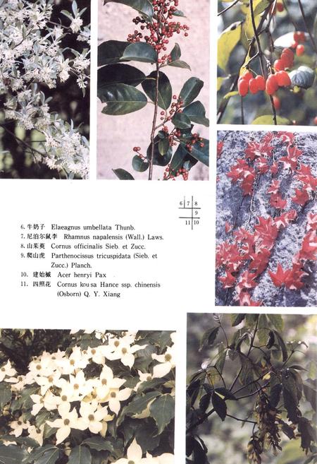 《浙江植物志 第四卷 冬青科—山茱萸科》.pdf电子版_浙江省志插图5 《浙江植物志 第四卷 冬青科—山茱萸科》.pdf电子版_浙江省志插图5