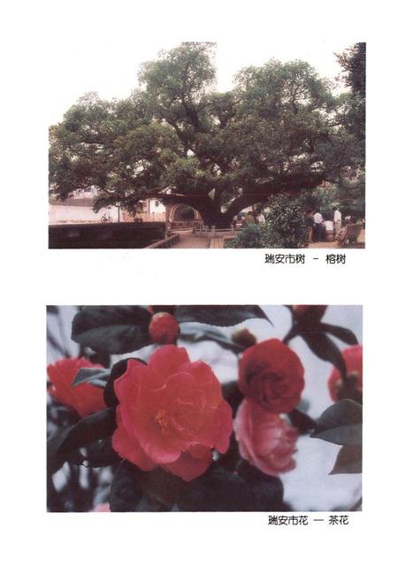 《瑞安林业特产志》.pdf电子版_浙江省志插图2 《瑞安林业特产志》.pdf电子版_浙江省志插图2