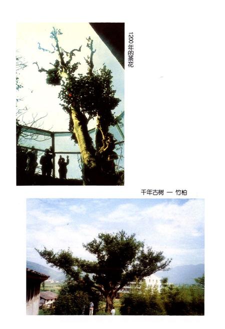 《瑞安林业特产志》.pdf电子版_浙江省志插图3 《瑞安林业特产志》.pdf电子版_浙江省志插图3