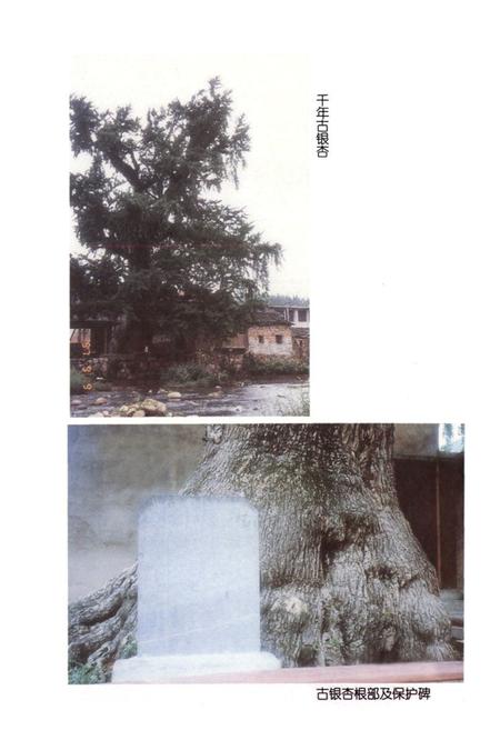 《瑞安林业特产志》.pdf电子版_浙江省志插图4 《瑞安林业特产志》.pdf电子版_浙江省志插图4