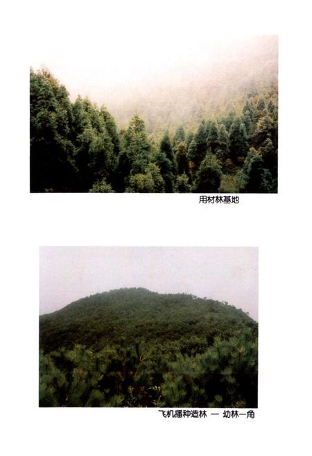 《瑞安林业特产志》.pdf电子版_浙江省志插图5 《瑞安林业特产志》.pdf电子版_浙江省志插图5