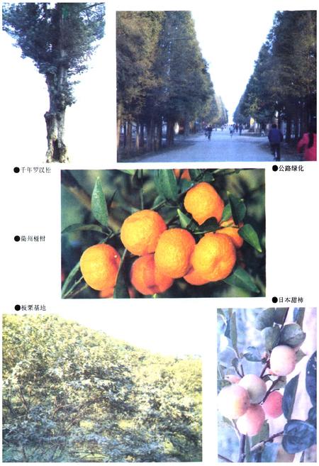 《忂县林业志》.pdf电子版_浙江省志插图5