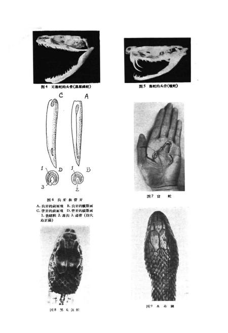 《浙江蛇类志》.pdf电子版_浙江省志插图3