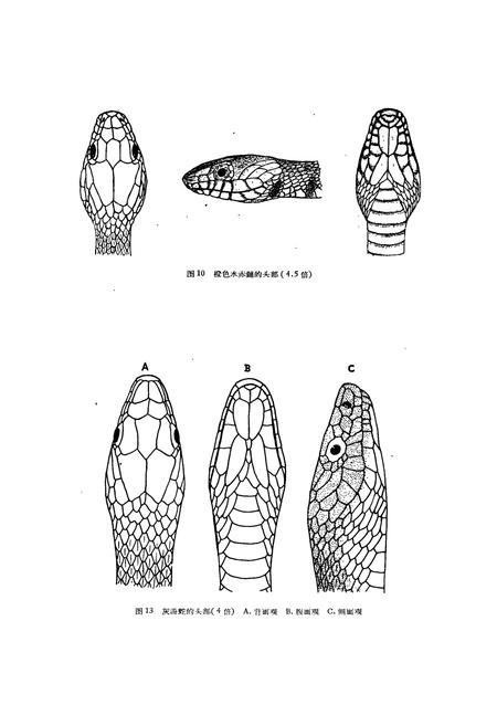 《浙江蛇类志》.pdf电子版_浙江省志插图5