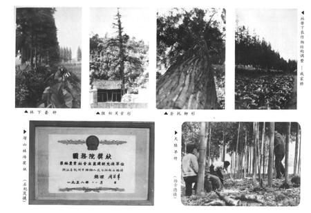 《余杭县林业志1910-1987年》.pdf电子版_浙江省志插图4 《余杭县林业志1910-1987年》.pdf电子版_浙江省志插图4