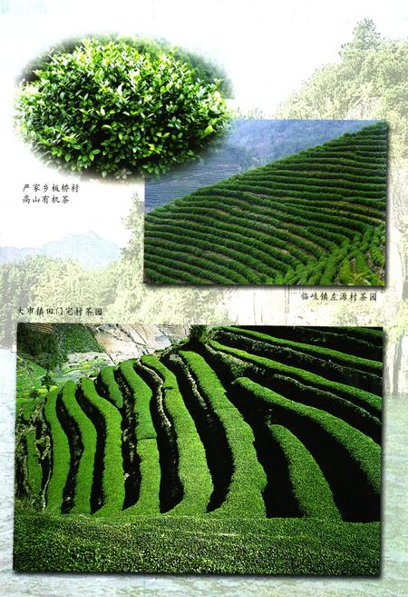 《淳安县茶业志》.pdf电子版_浙江省志插图3