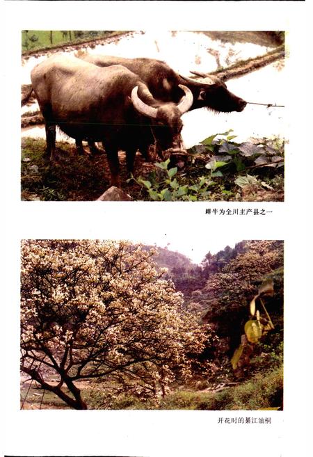 《四川省綦江县地名录》.pdf电子版_重庆市志插图3