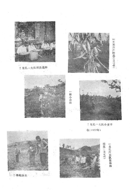 《农业局志》.pdf电子版_重庆市志插图2