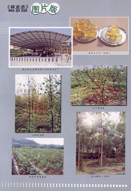 《永川市林业志(1986-2006)》.pdf电子版_重庆市志插图3