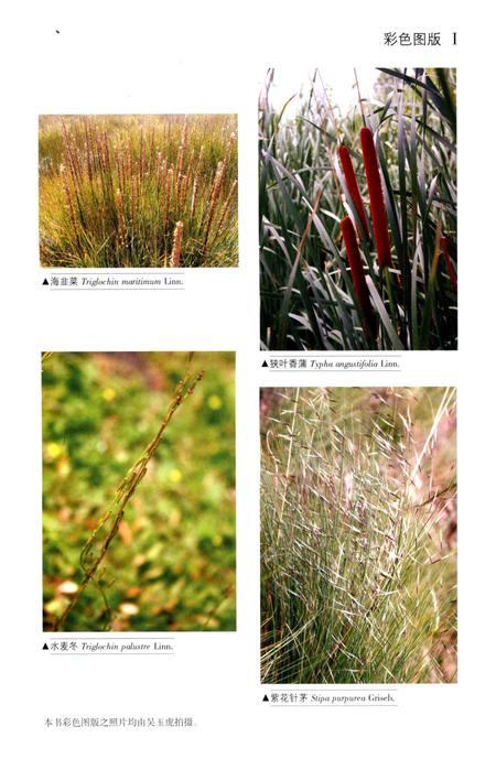 《昆仑植物志 第4卷》.pdf电子版_重庆市志插图5