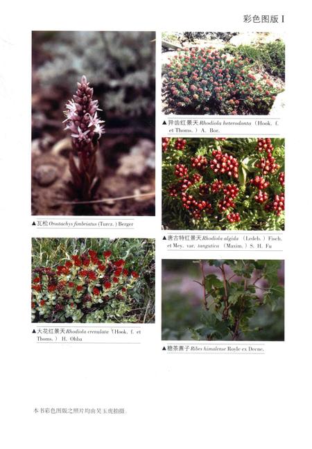 《昆仑植物志 第二卷》.pdf电子版_重庆市志插图5