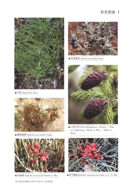 《昆仑植物志 第一卷》.pdf电子版_重庆市志插图5