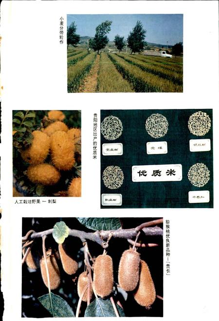 《贵阳市志 农林水利蔬菜志》.pdf电子版_贵州省志插图5