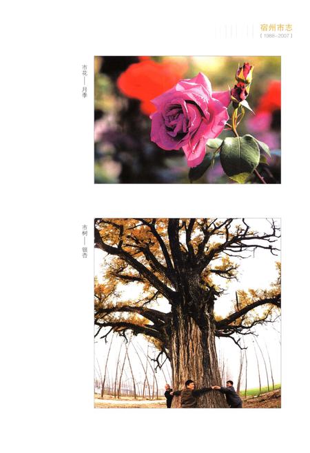 《宿州市志上 1988-2007》.pdf电子版_安徽省志插图3