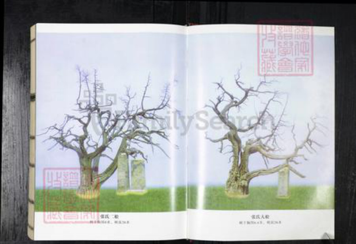 山东省青岛市平度市王氏族谱-云山王氏宗谱.pdf电子版插图3